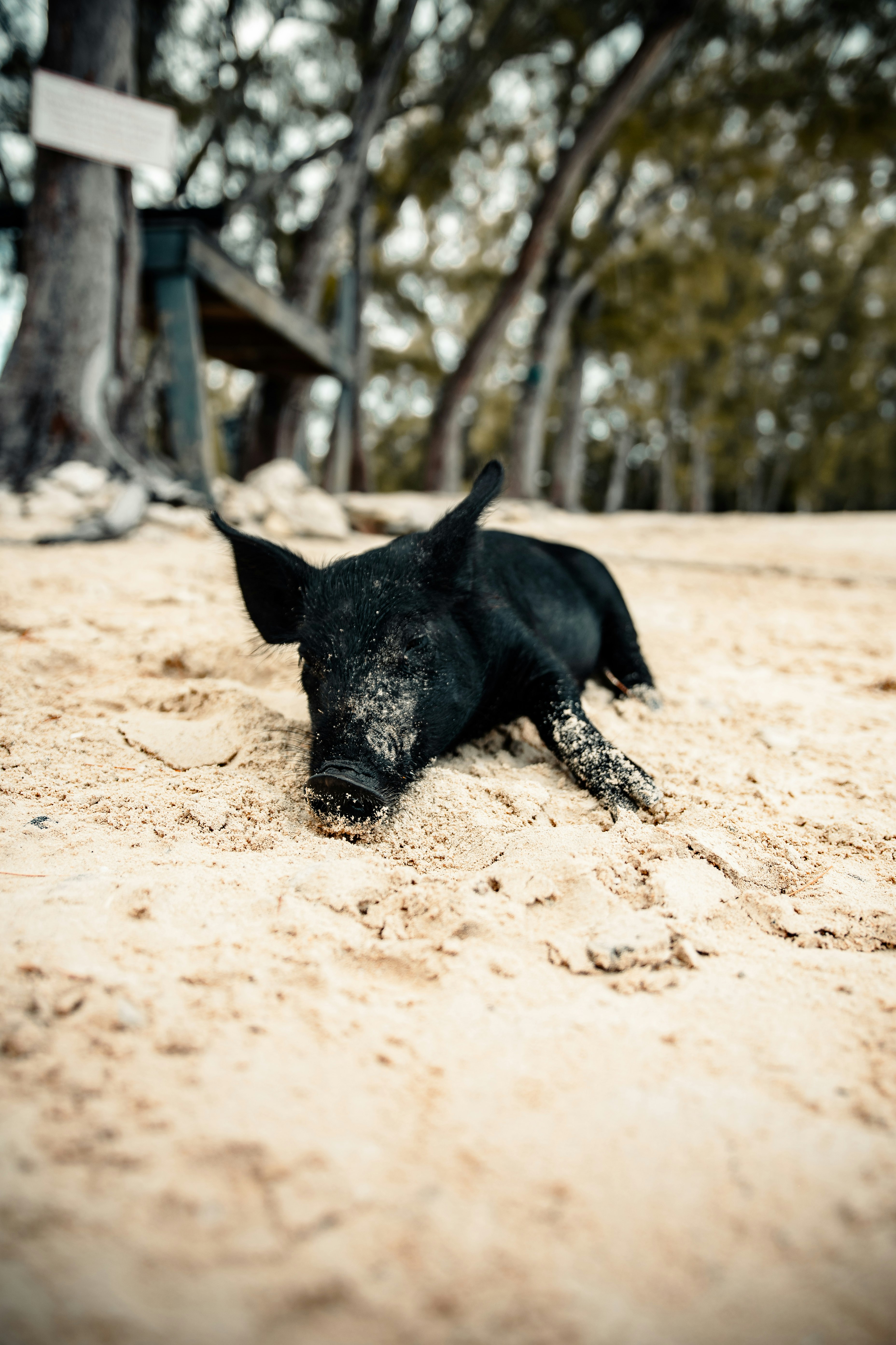 black pig walking on brown sand during daytime